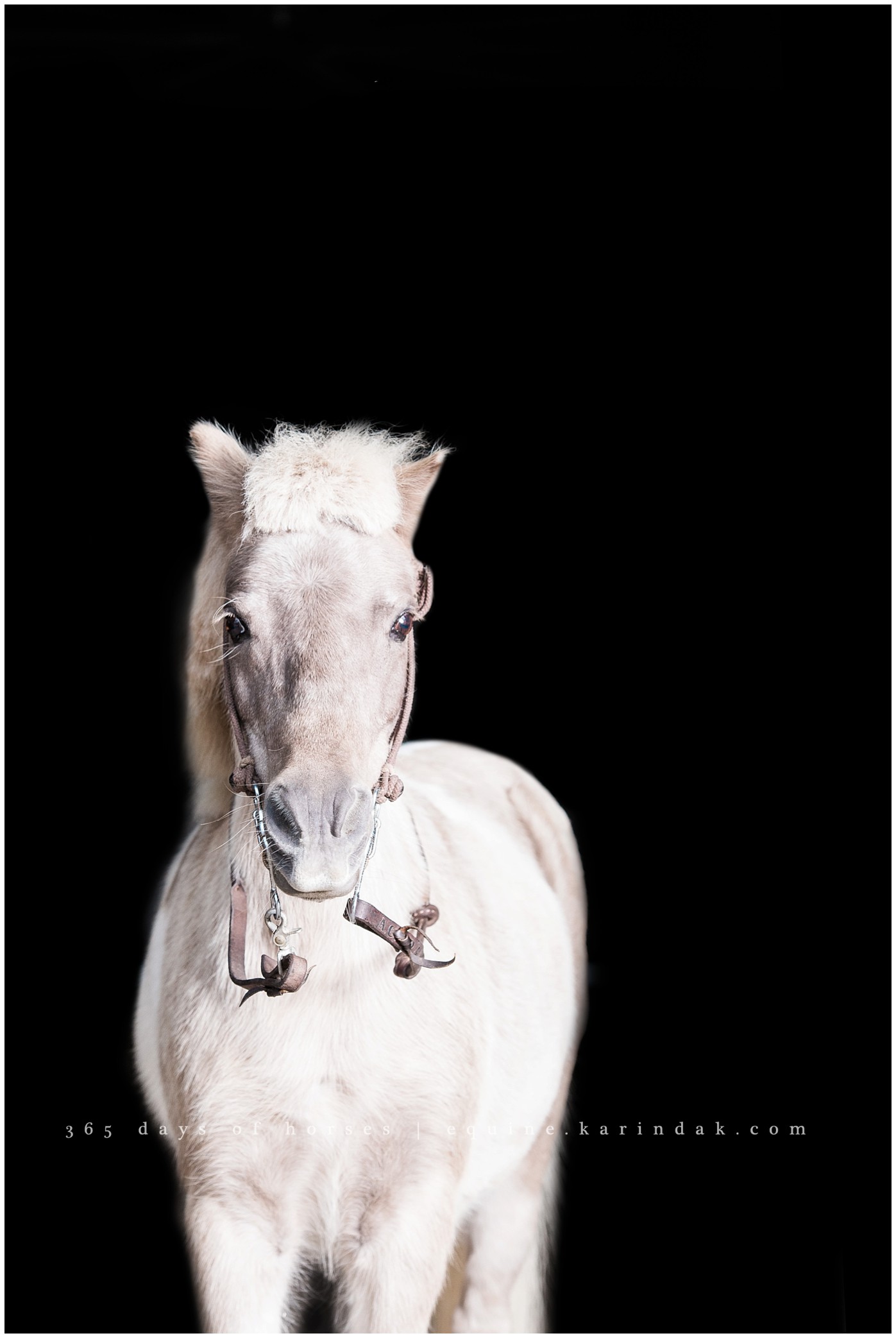 Texas Equine Photographer | Karinda K Texas Equine Photography | equine.test.karindak.com