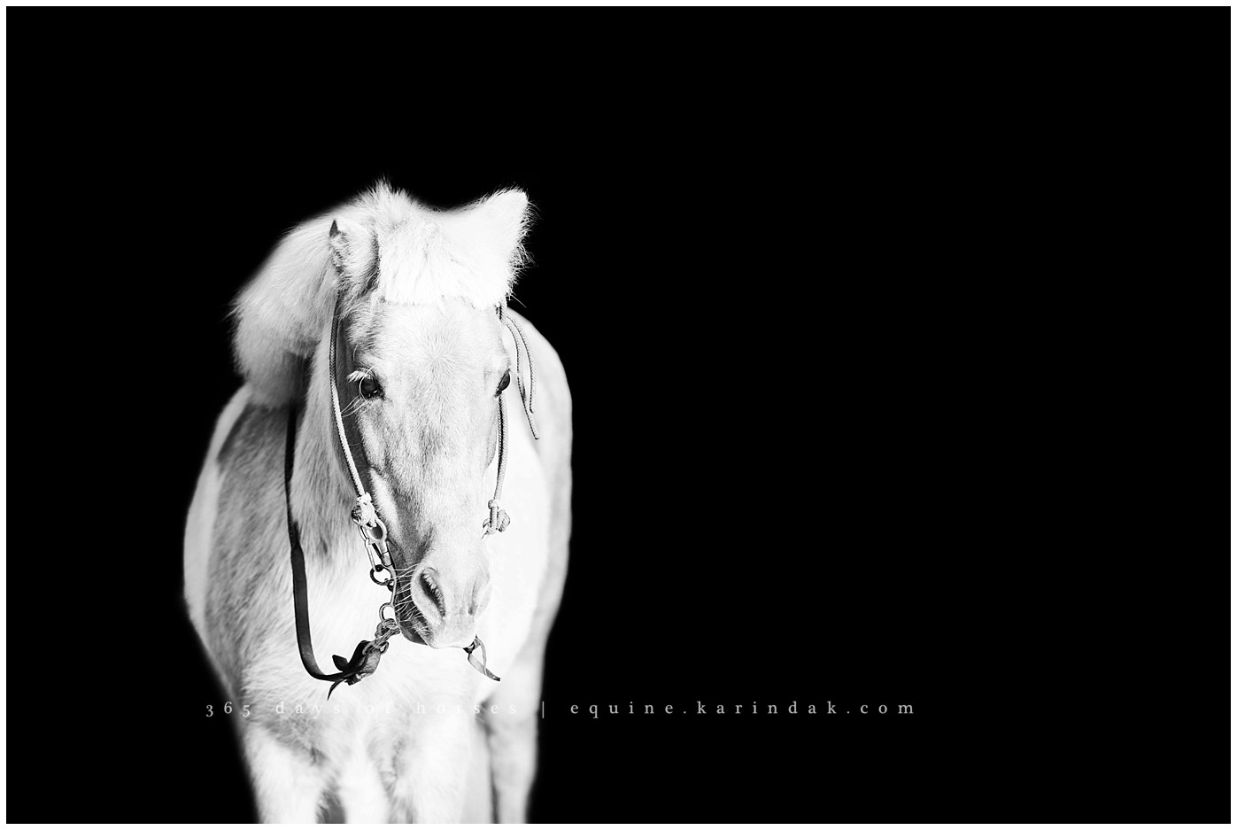 Texas Equine Photographer | Karinda K Texas Equine Photography | equine.test.karindak.com