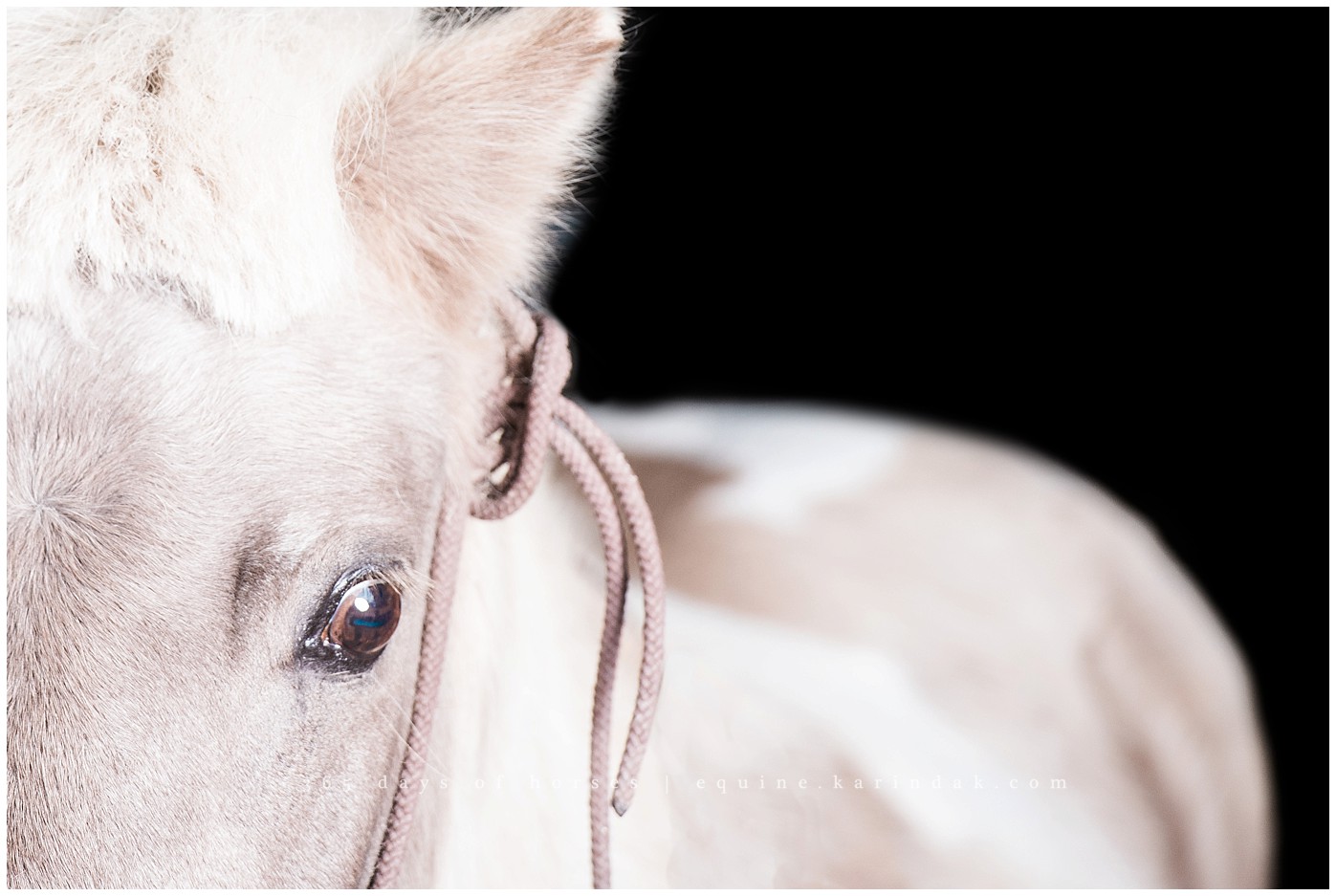 Houston horse Photographer | Karinda K Texas Equine Photography | equine.test.karindak.com