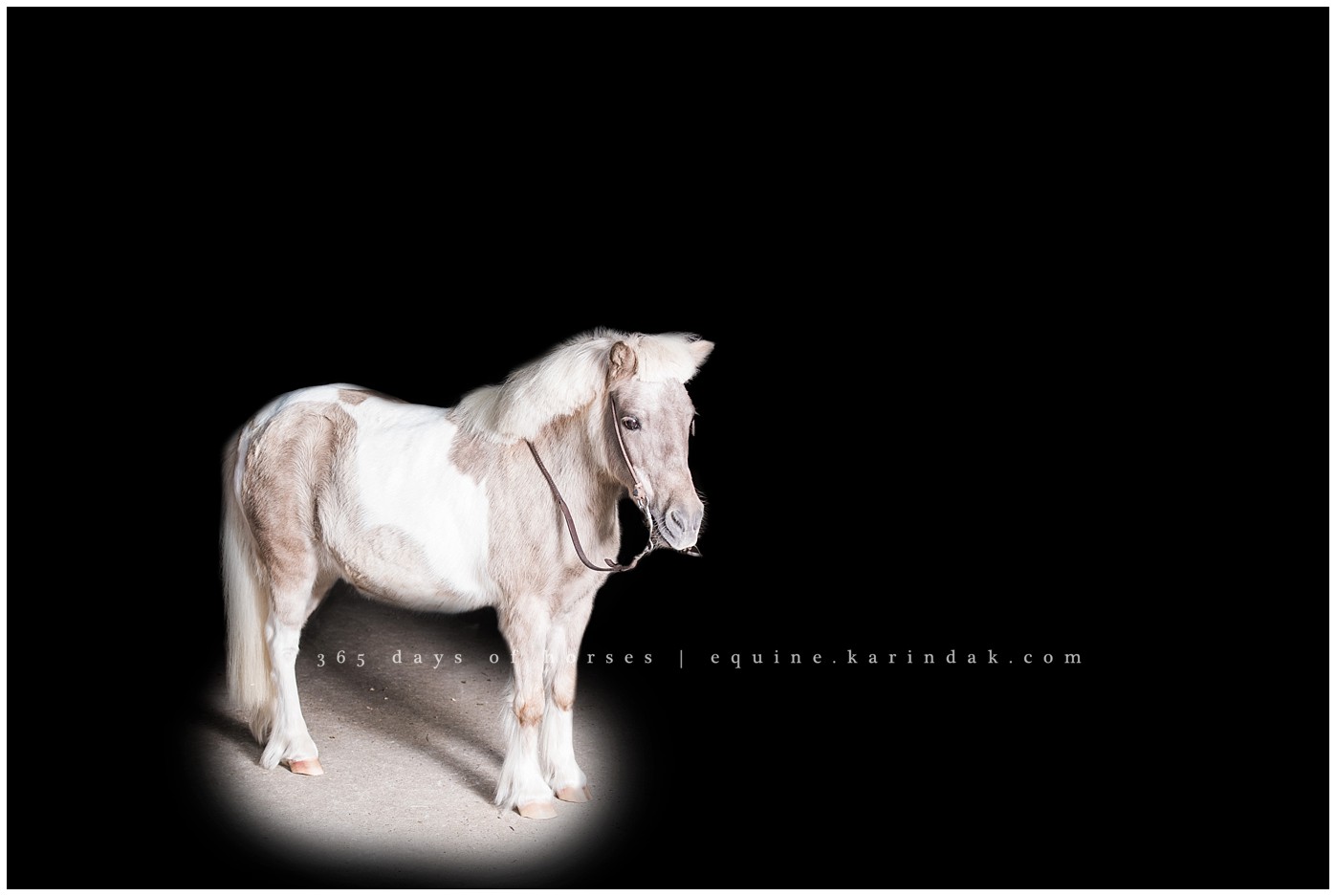 Texas Equine Photographer | Karinda K Texas Equine Photography | equine.test.karindak.com