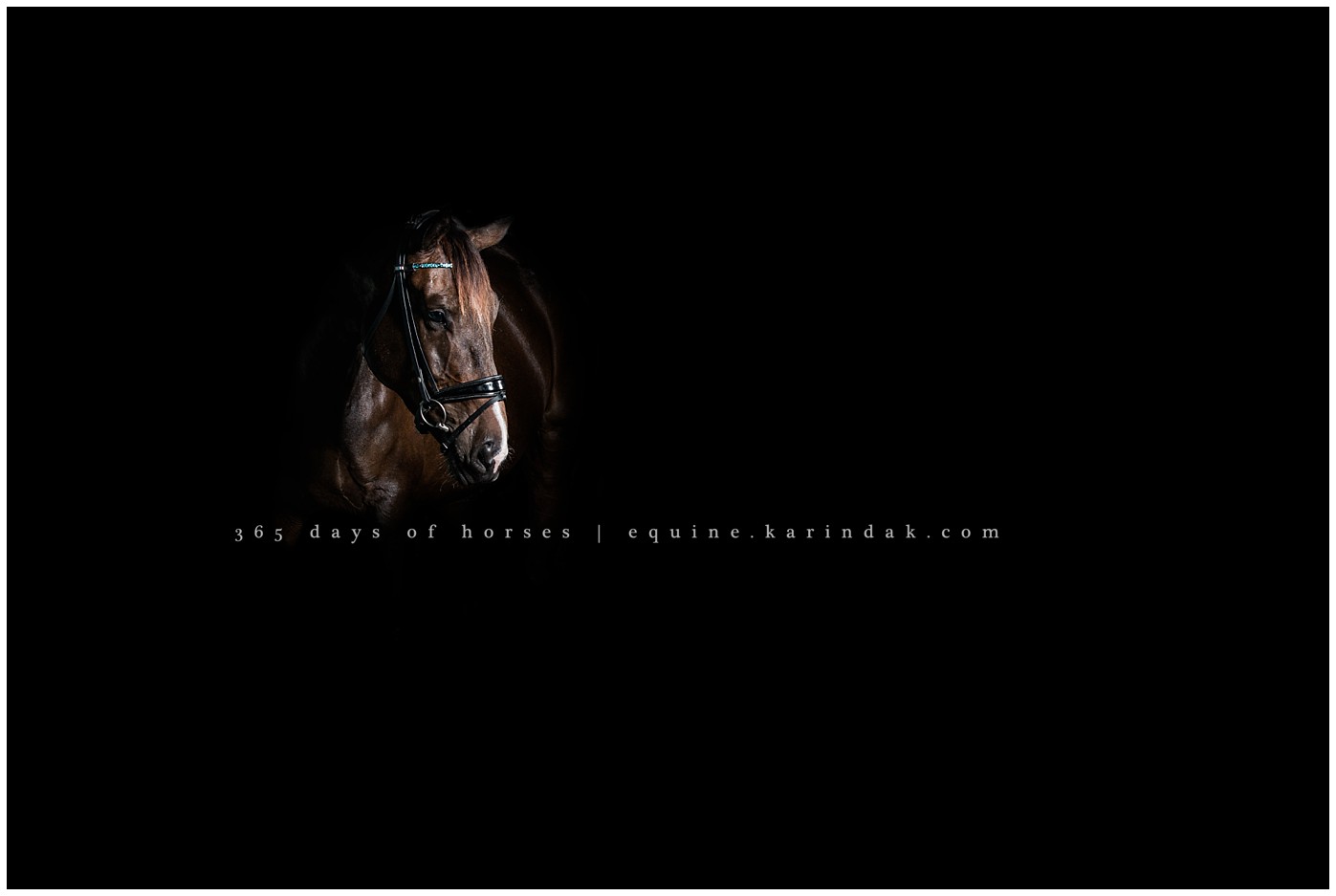 Texas Equine Photographer | Karinda K Texas Equine Photography | equine.test.karindak.com