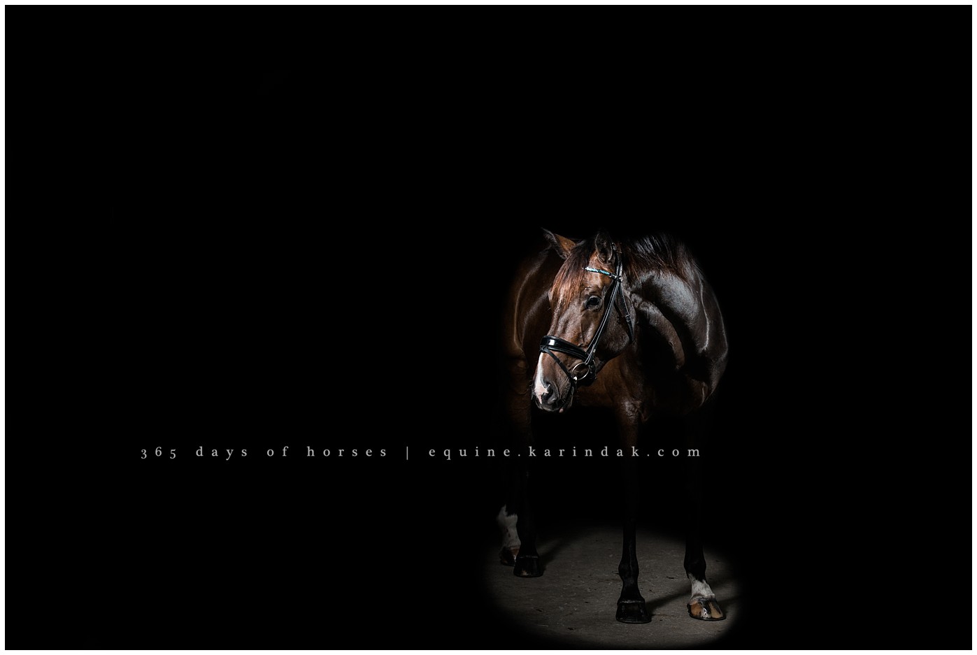 Texas Equine Photographer | Karinda K Texas Equine Photography | equine.test.karindak.com