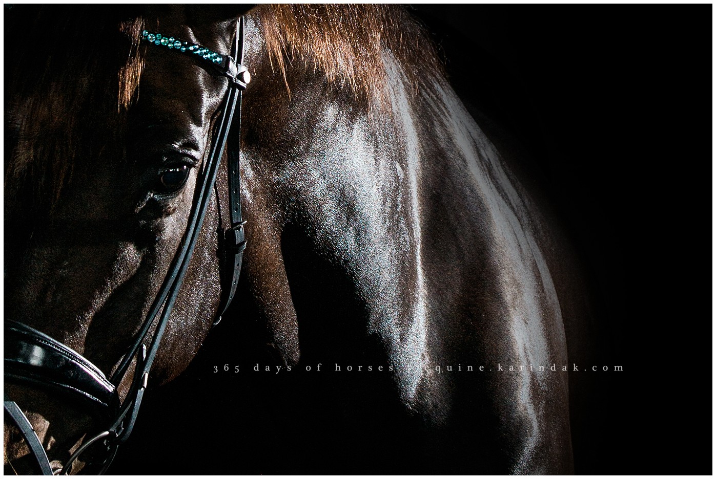 Corpus Christi Equine Photographer | Karinda K Texas Equine Photography | equine.test.karindak.com