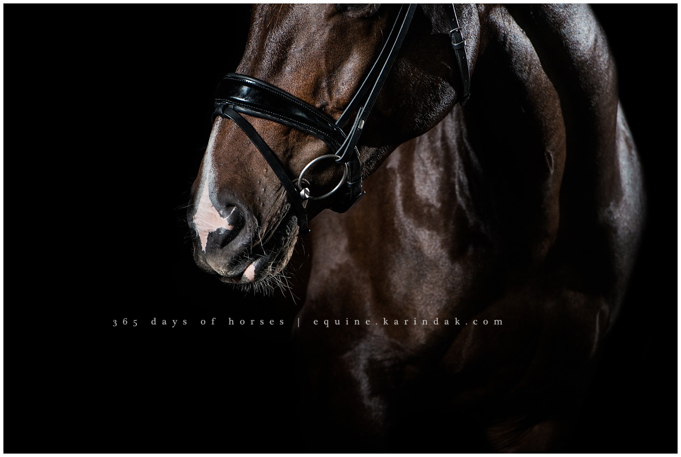 Kentucky Equine Photographer | Karinda K Texas Equine Photography | equine.test.karindak.com