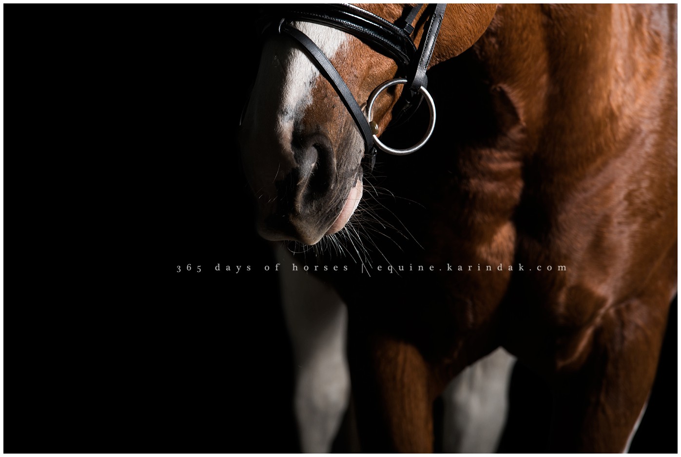 Texas Equine Photographer | Karinda K Texas Equine Photography | equine.test.karindak.com