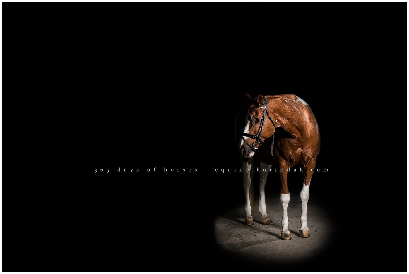 Texas Equine Photographer | Karinda K Texas Equine Photography | equine.test.karindak.com