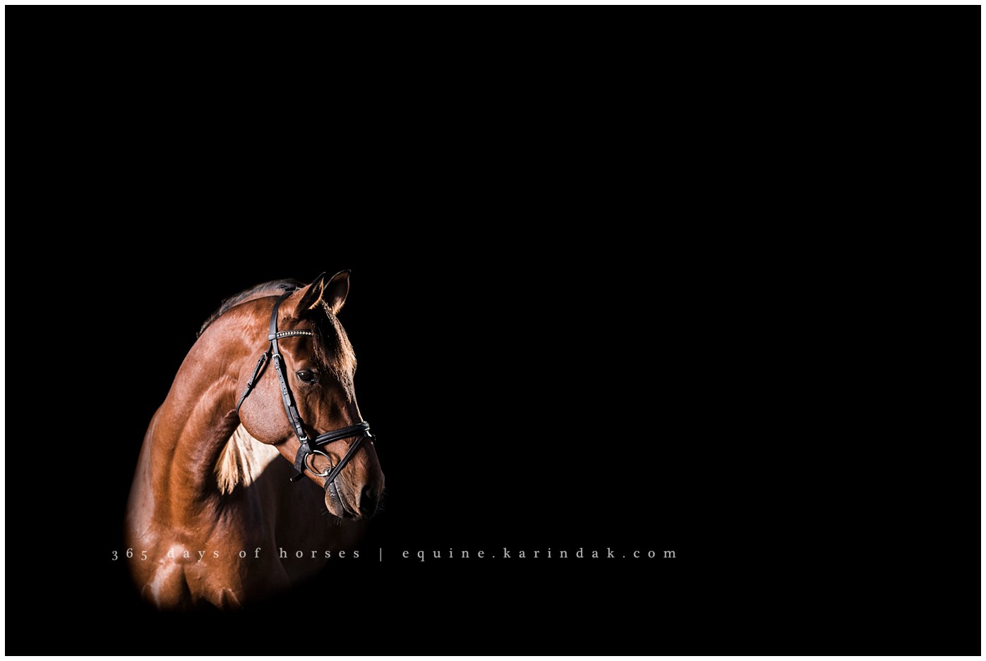 Texas Horse Portraits | Karinda K Texas Equine Photography | equine.test.karindak.com
