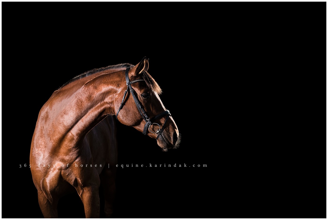 Texas Horse Portraits | Karinda K Texas Equine Photography | equine.test.karindak.com