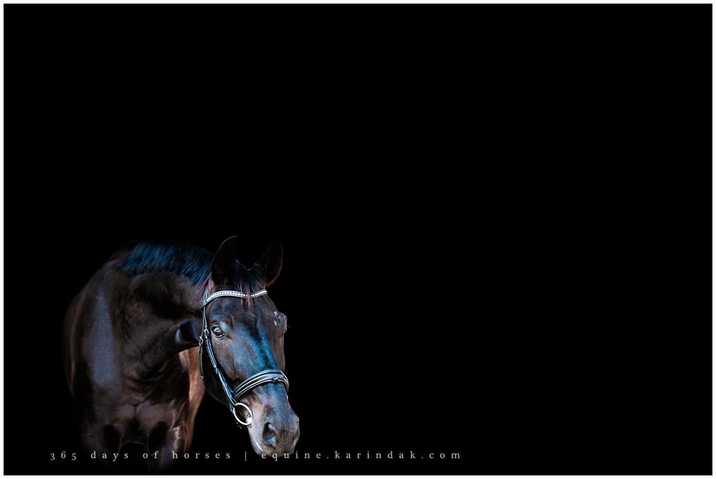 Texas Equine Photographer | Karinda K Texas Equine Photography | equine.test.karindak.com