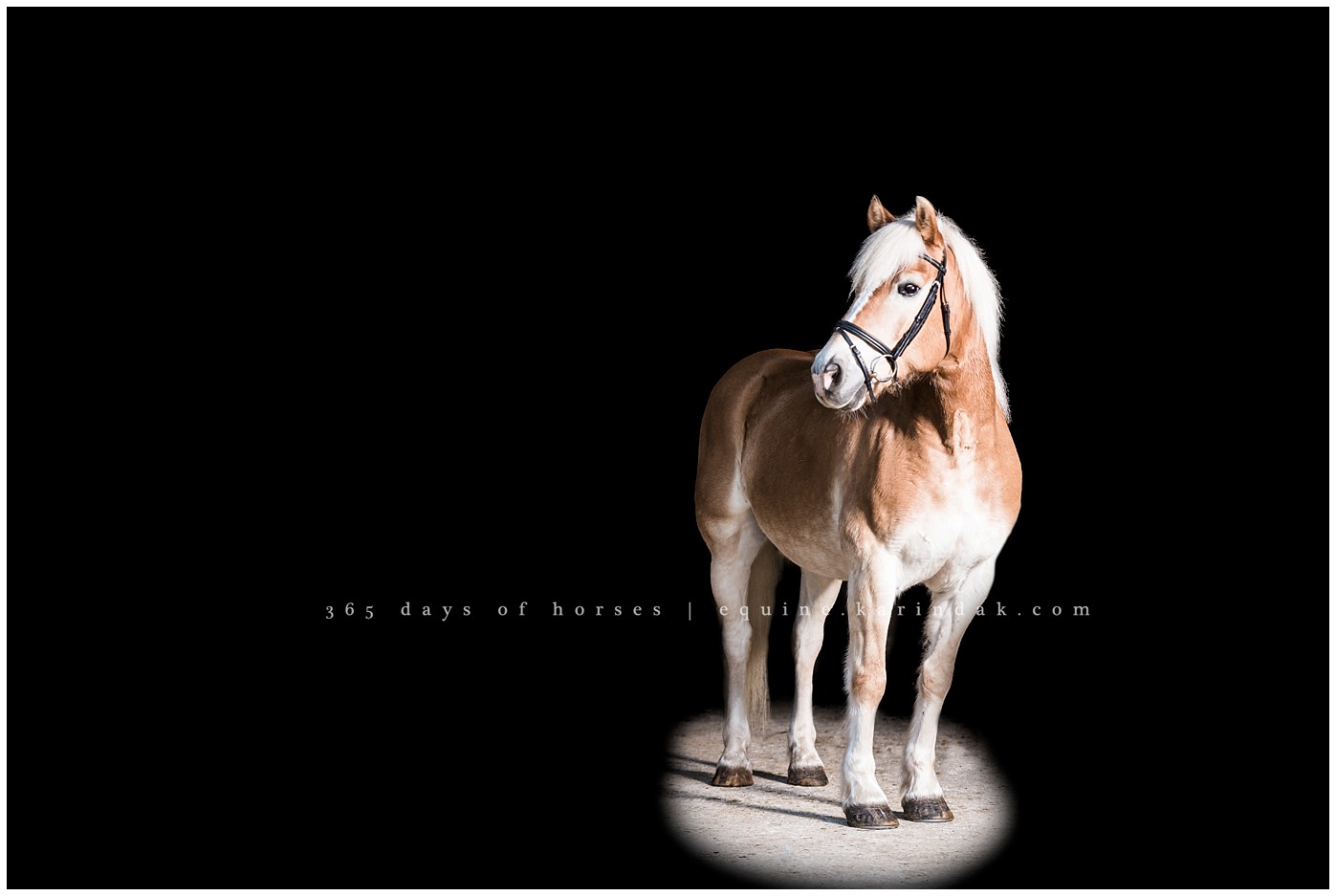 Austin Equine Photographer | Karinda K Texas Equine Photography | equine.test.karindak.com