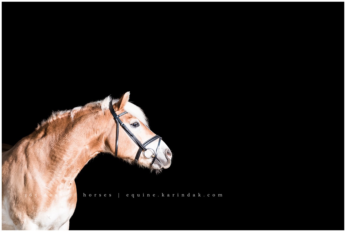 Austin Equine Photographer | Karinda K Texas Equine Photography | equine.test.karindak.com