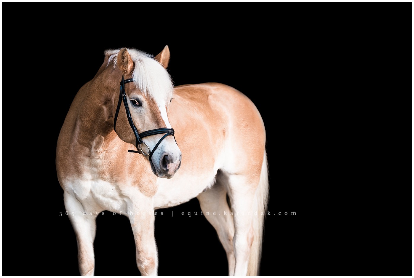 Austin Equine Photographer | Karinda K Texas Equine Photography | equine.test.karindak.com