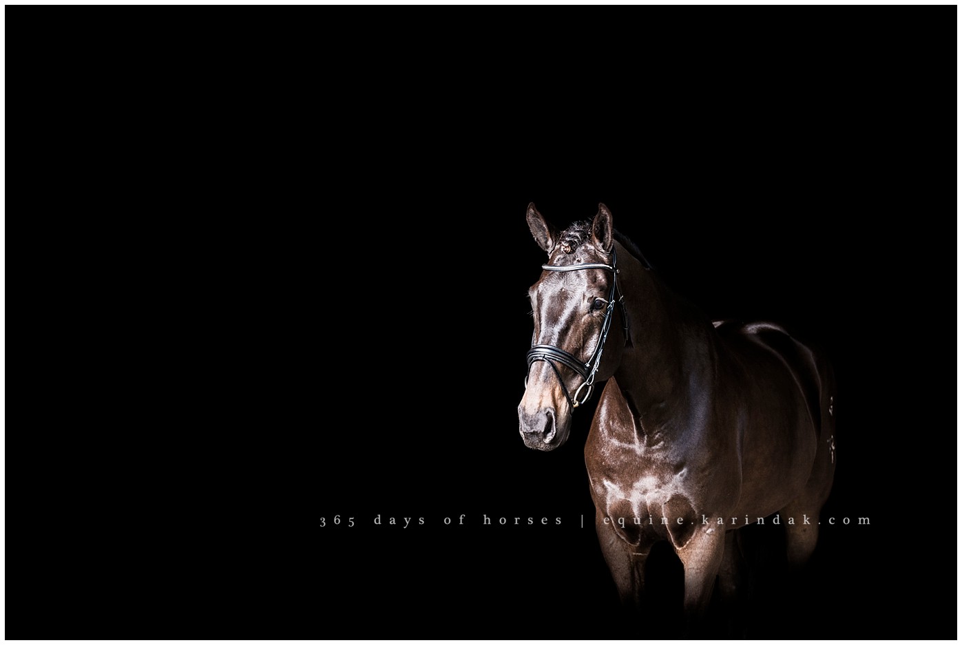 Texas Equine Photographer | Karinda K Texas Equine Photography | equine.test.karindak.com
