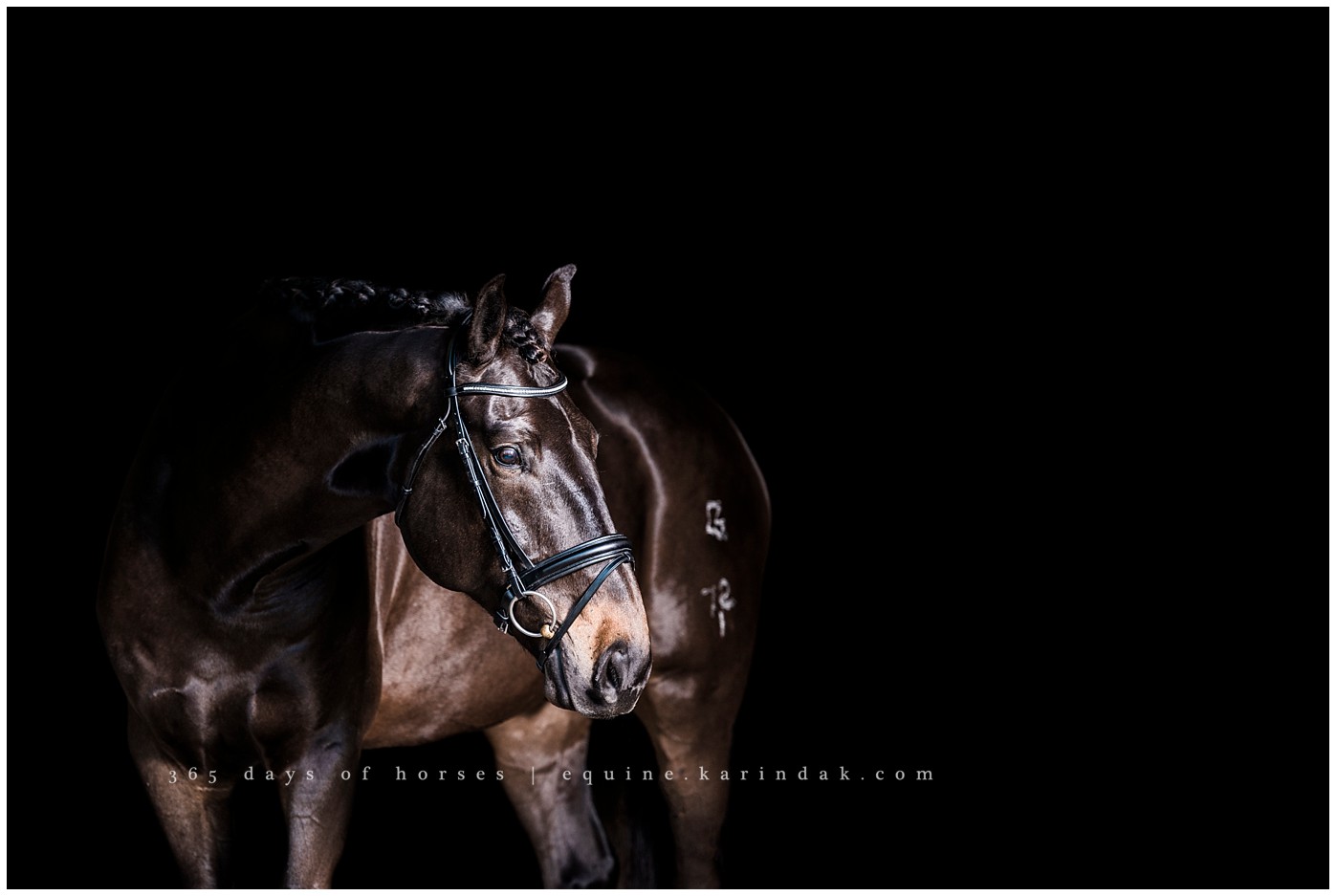 Texas Equine Photographer | Karinda K Texas Equine Photography | equine.test.karindak.com