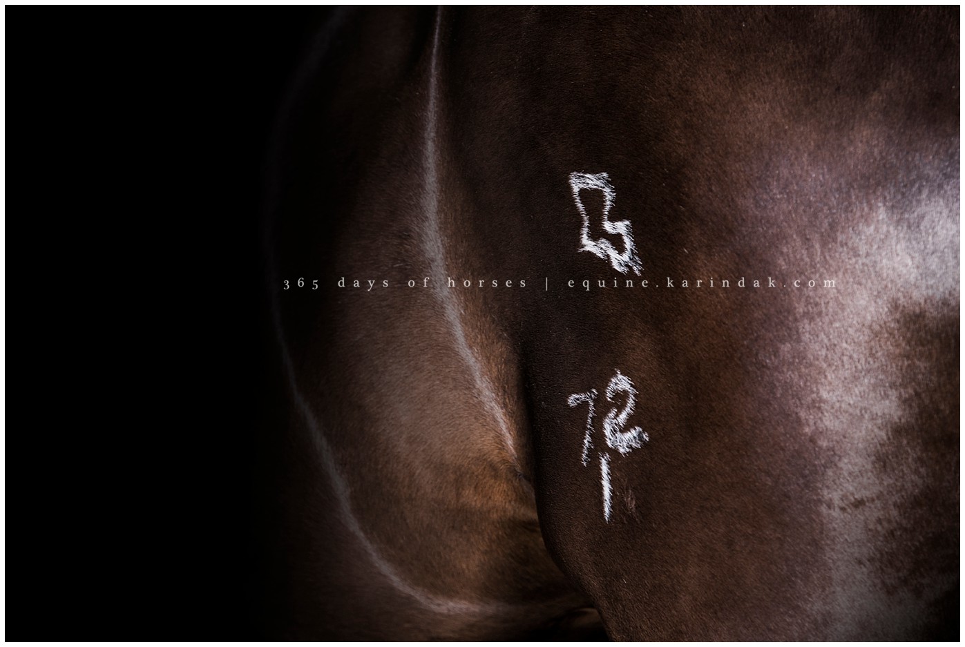 Texas Equine Photographer | Karinda K Texas Equine Photography | equine.test.karindak.com