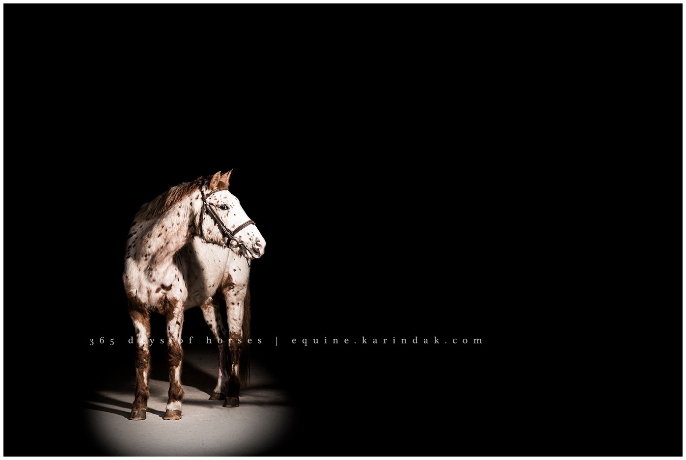 Texas Equine Photographer | Karinda K Texas Equine Photography | equine.test.karindak.com