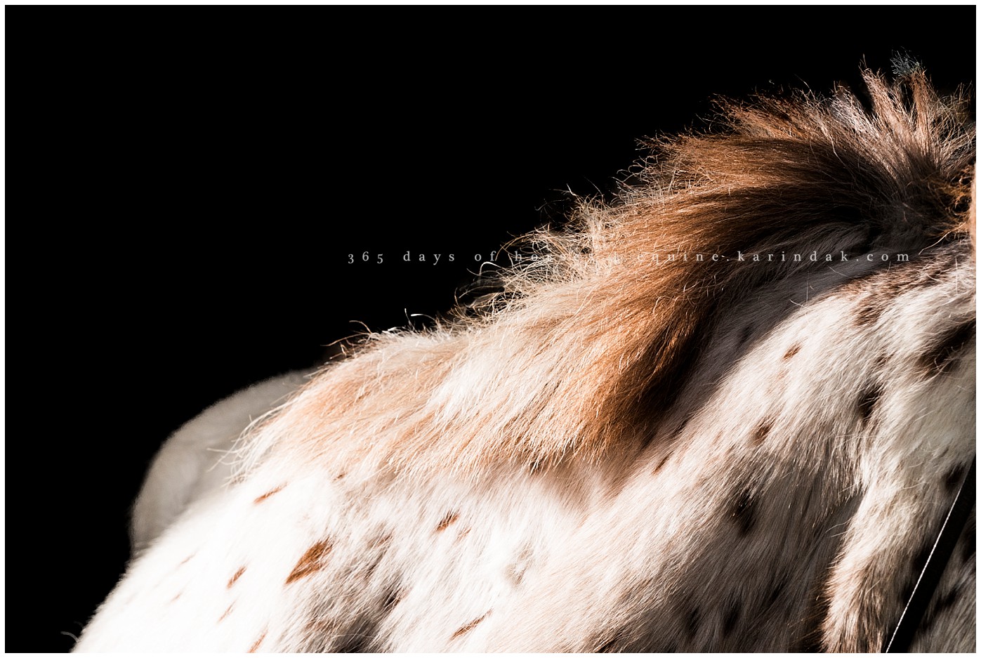 Texas Equine Photographer | Karinda K Texas Equine Photography | equine.test.karindak.com