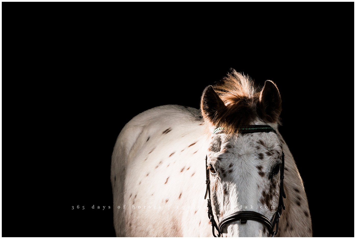 Texas Equine Photographer | Karinda K Texas Equine Photography | equine.test.karindak.com