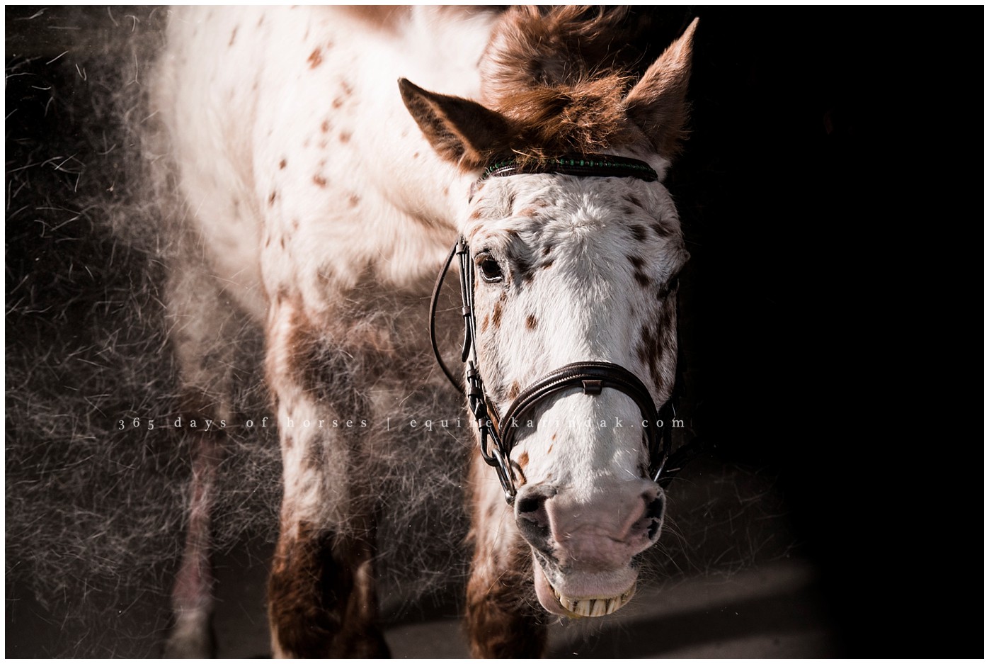Texas Equine Photographer | Karinda K Texas Equine Photography | equine.test.karindak.com