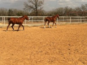 Austin Equine Photographer | Karinda K Texas Equine Photography | equine.test.karindak.com