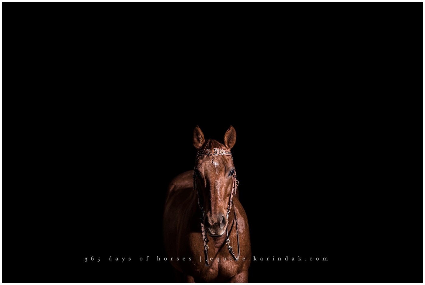 Austin Equine Photographer | Karinda K Texas Equine Photography | equine.test.karindak.com