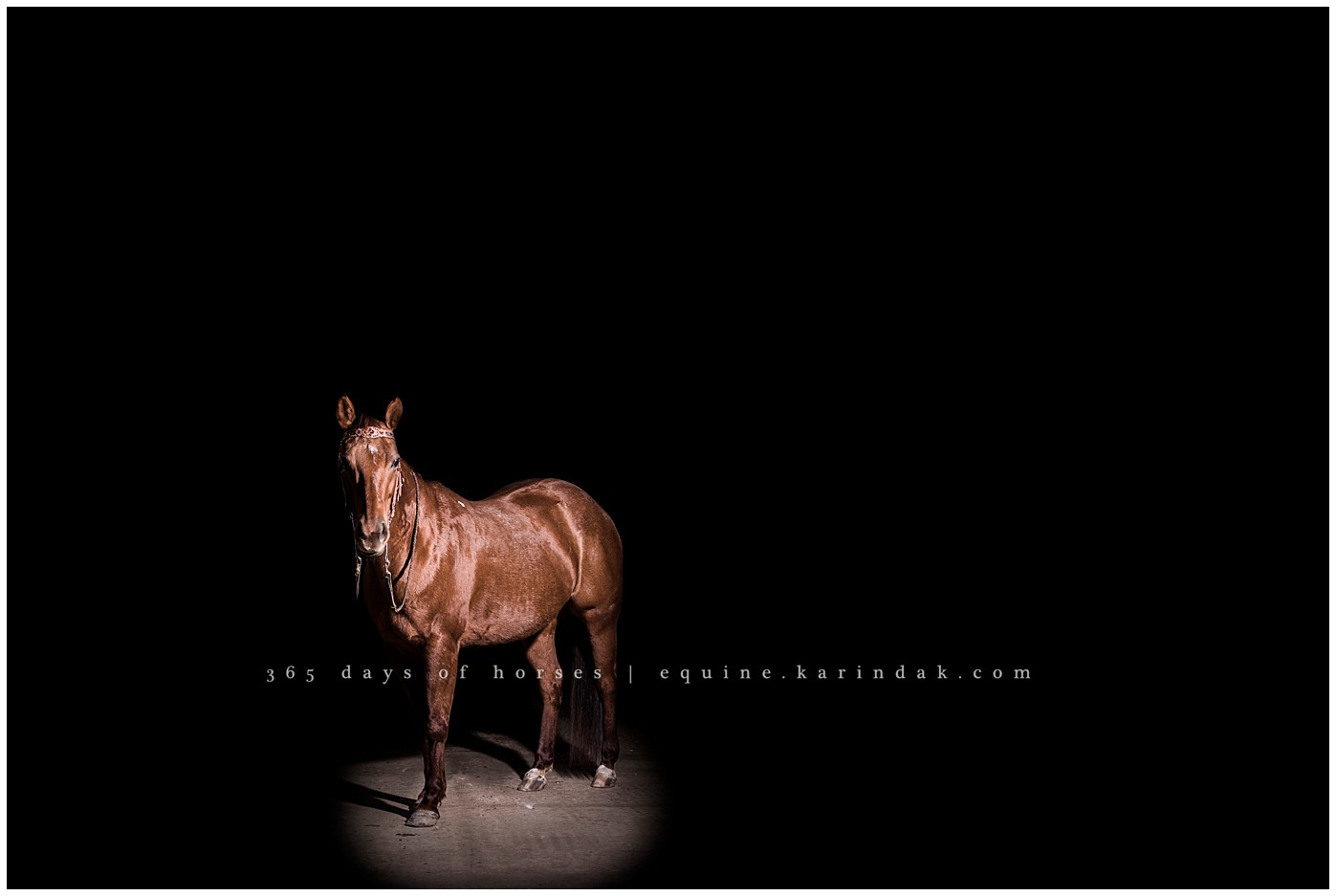 Austin Equine Photographer | Karinda K Texas Equine Photography | equine.test.karindak.com