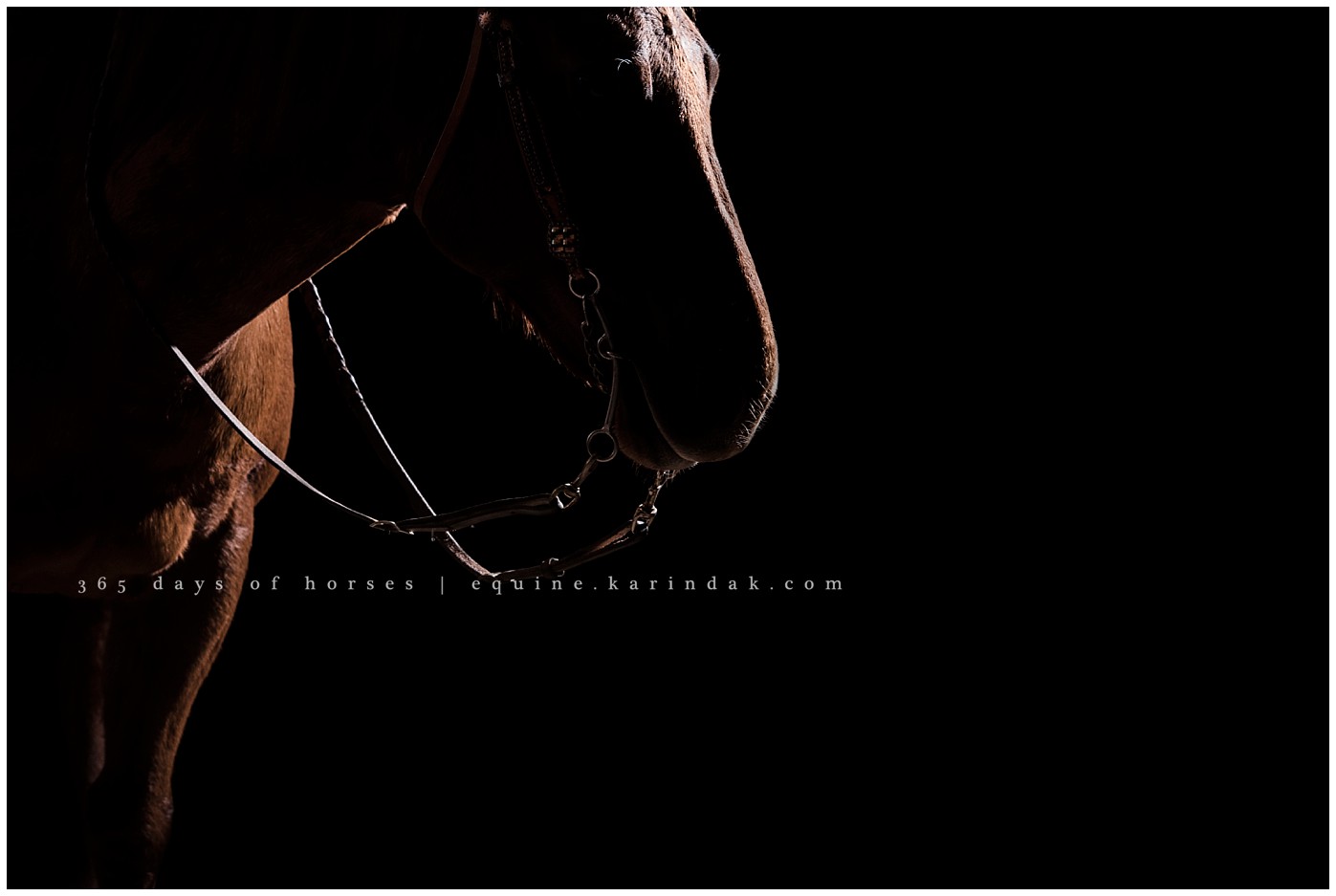 Austin Equine Photographer | Karinda K Texas Equine Photography | equine.test.karindak.com