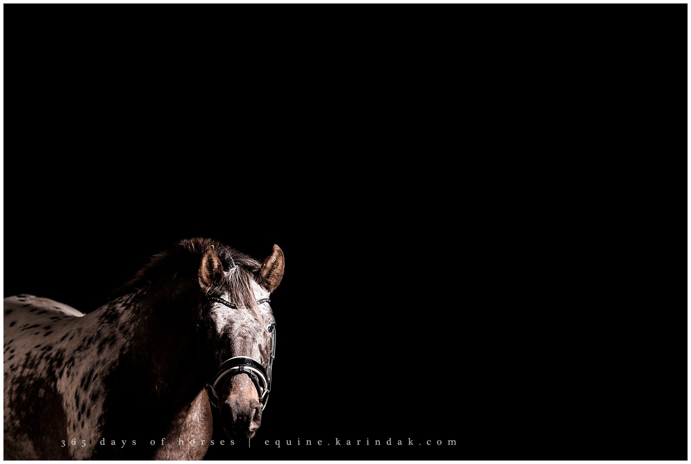 Texas Horse Photography | Karinda K Texas Equine Photography | equine.test.karindak.com