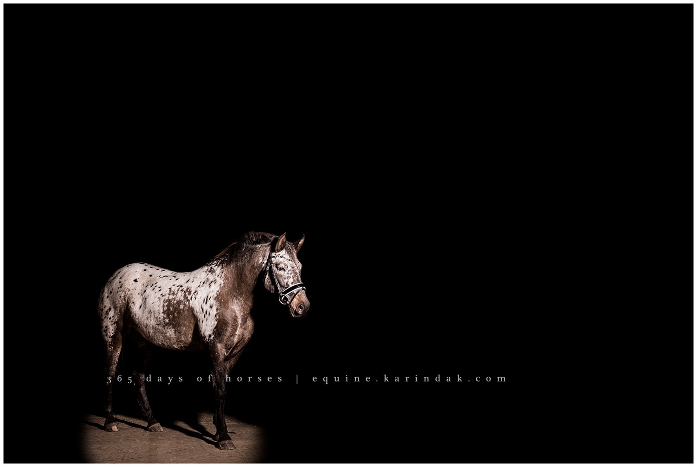 Texas Horse Photography | Karinda K Texas Equine Photography | equine.test.karindak.com