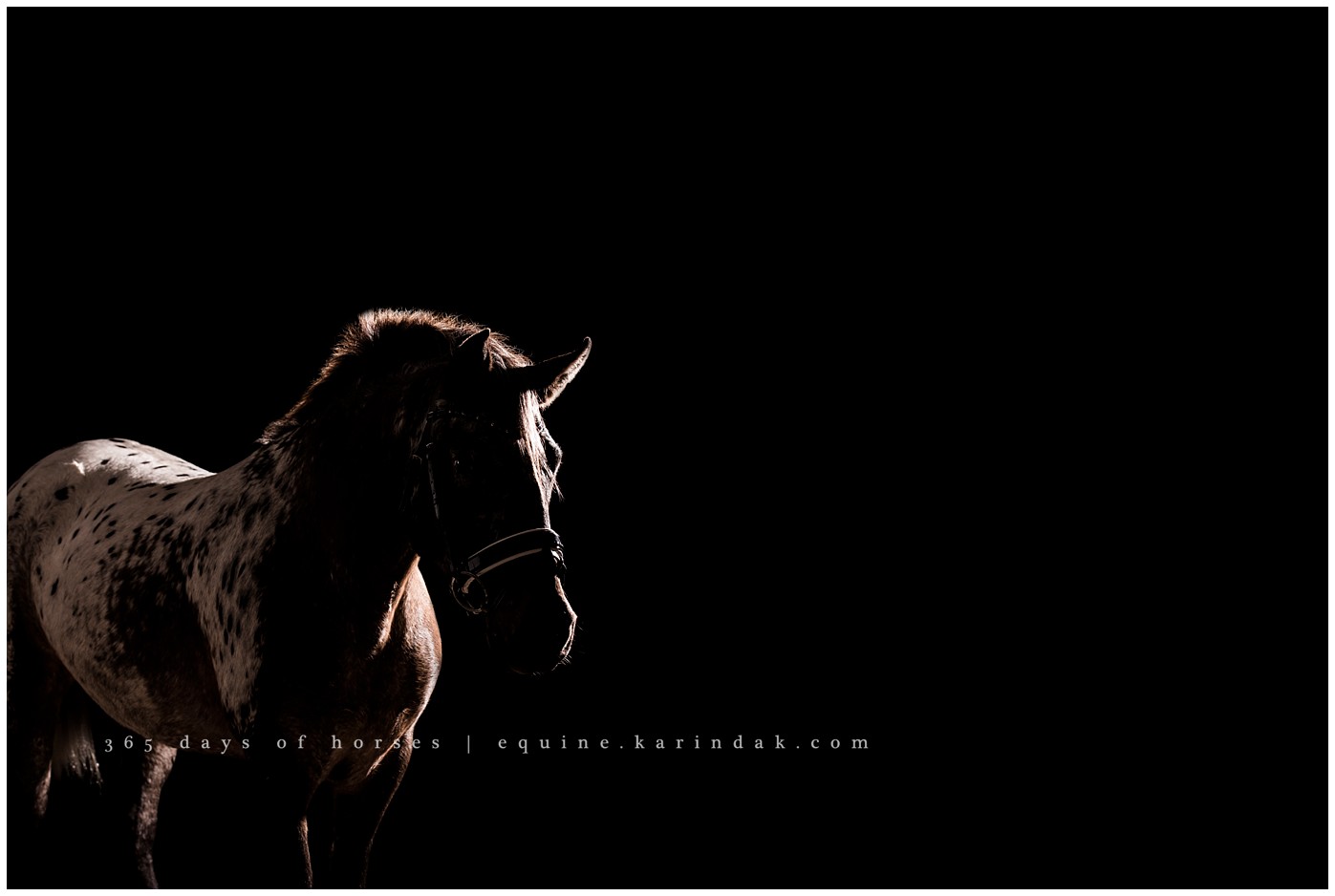 Texas Horse Photography | Karinda K Texas Equine Photography | equine.test.karindak.com