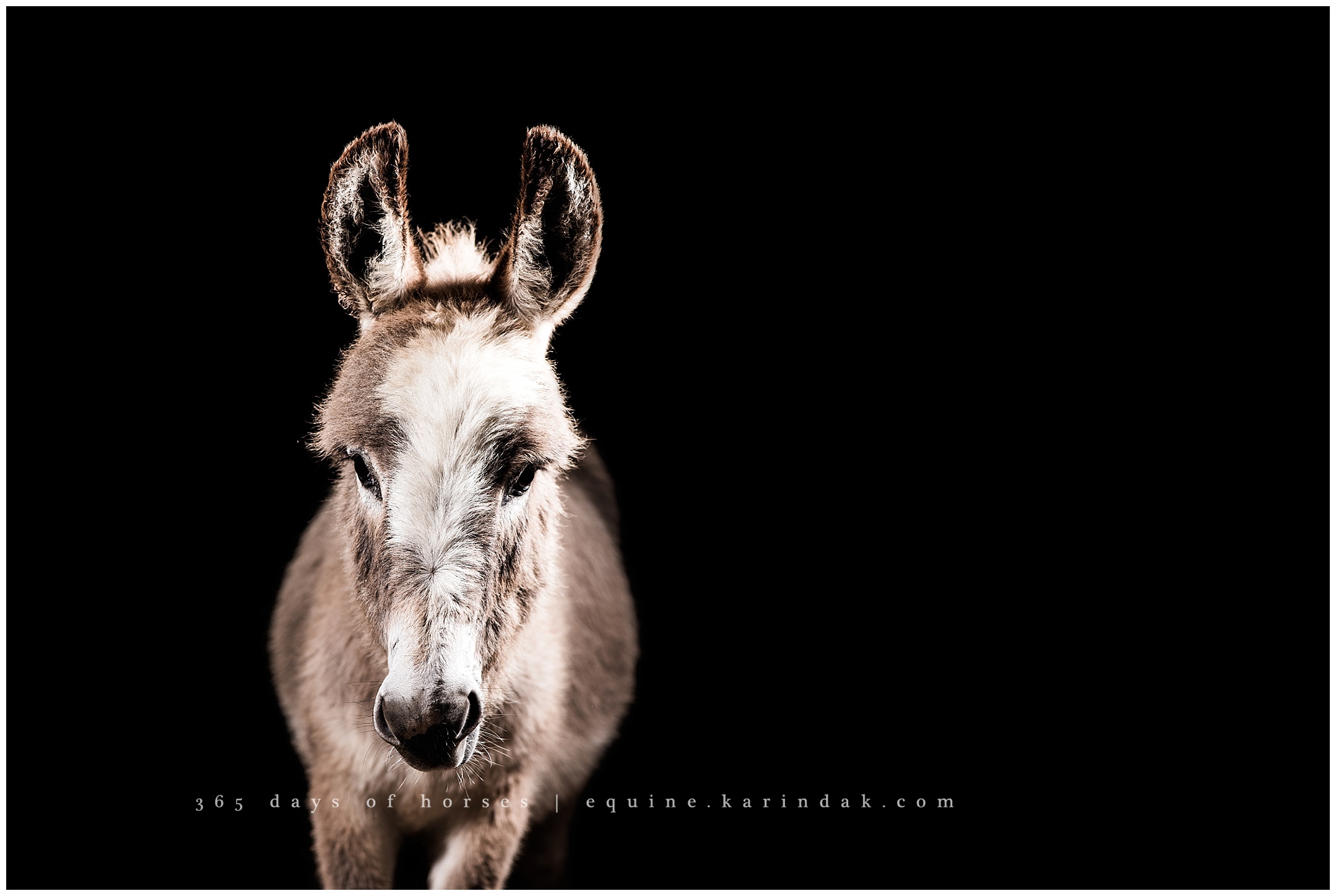 Texas Equine Photographer | Karinda K Texas Equine Photography | equine.test.karindak.com