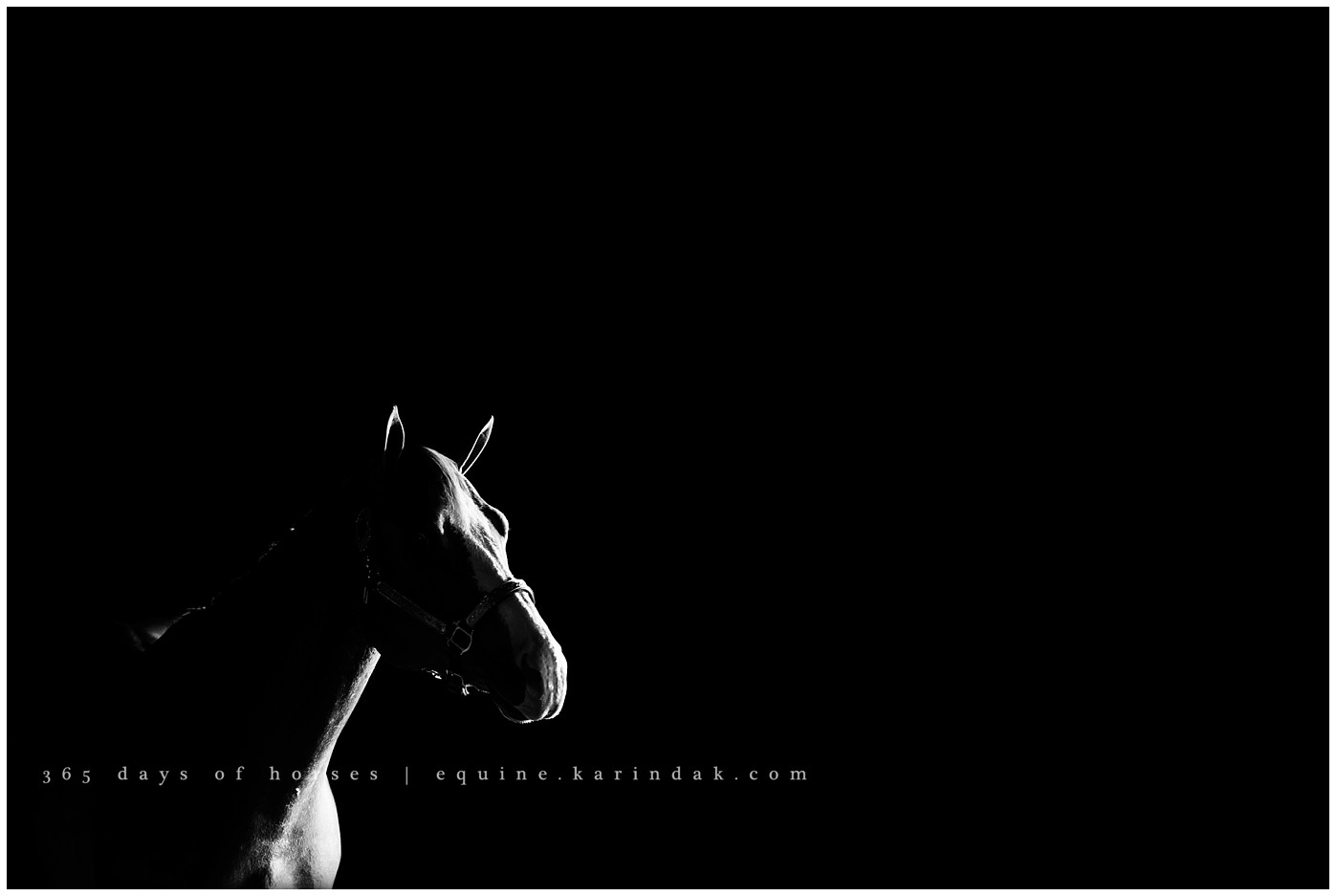 Texas Equine Photographer | Karinda K Texas Equine Photography | equine.test.karindak.com