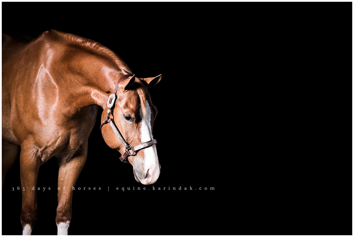 Texas Equine Photographer | Karinda K Texas Equine Photography | equine.test.karindak.com