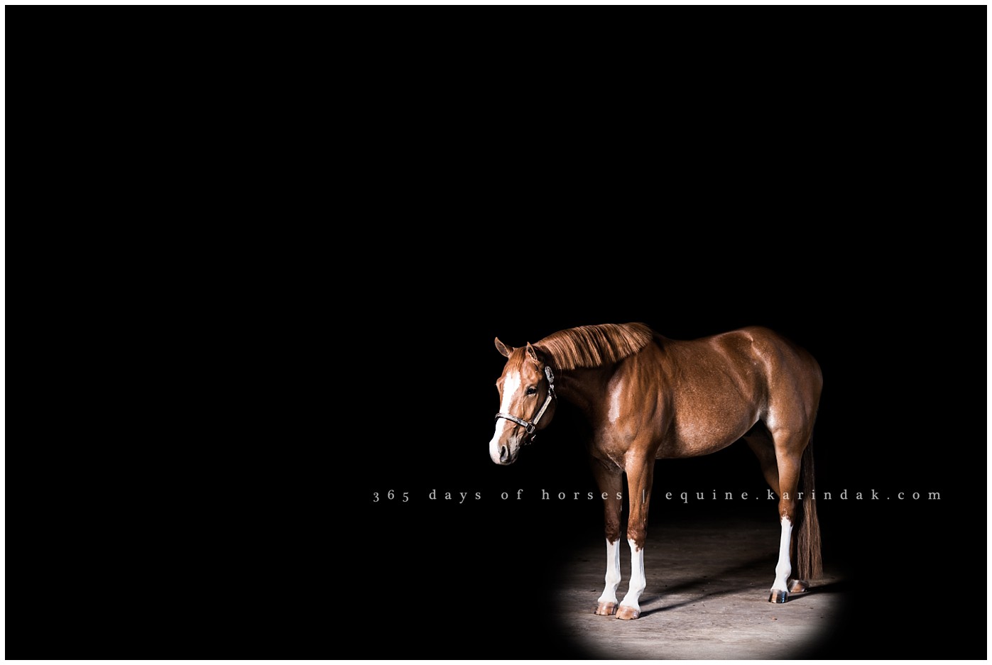 Texas Equine Photographer | Karinda K Texas Equine Photography | equine.test.karindak.com