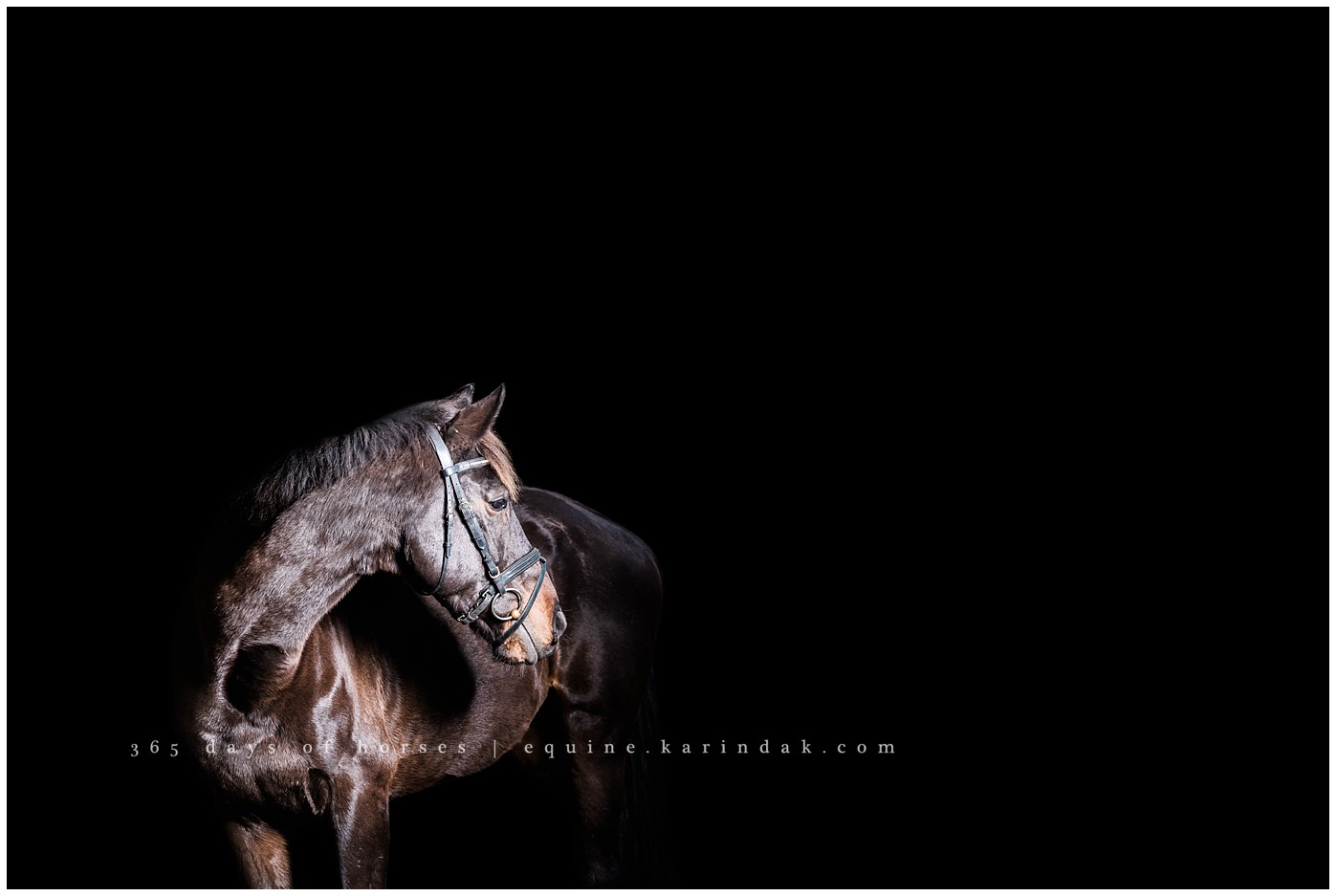 San Antonio Equine Photographer | Karinda K Texas Equine Photography | equine.test.karindak.com