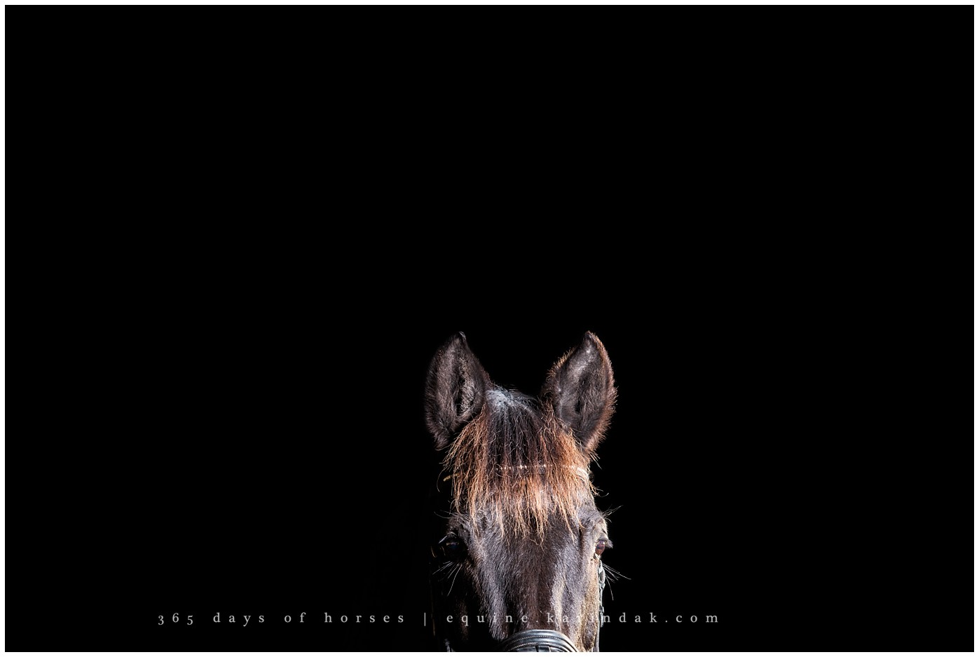 San Antonio Equine Photographer | Karinda K Texas Equine Photography | equine.test.karindak.com