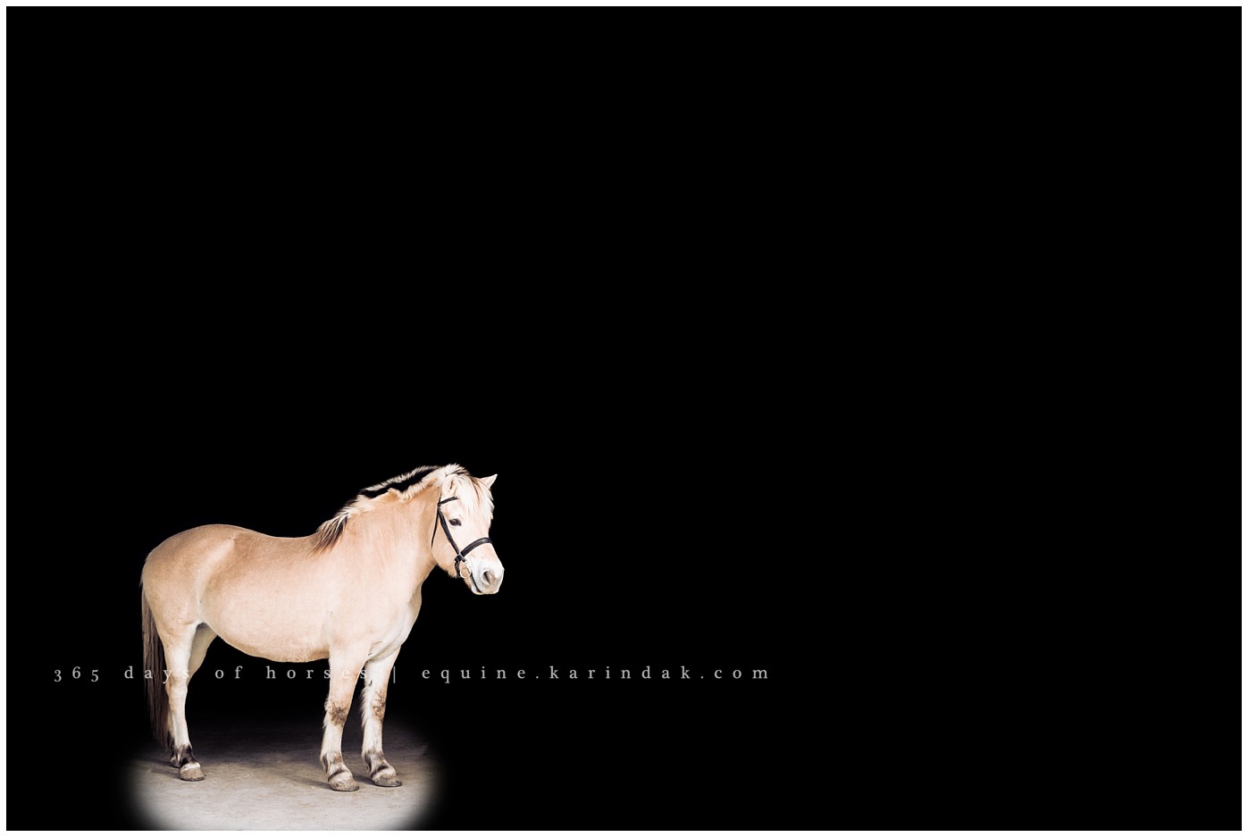 San Antonio Equine Photographer | Karinda K Texas Equine Photography | equine.test.karindak.com