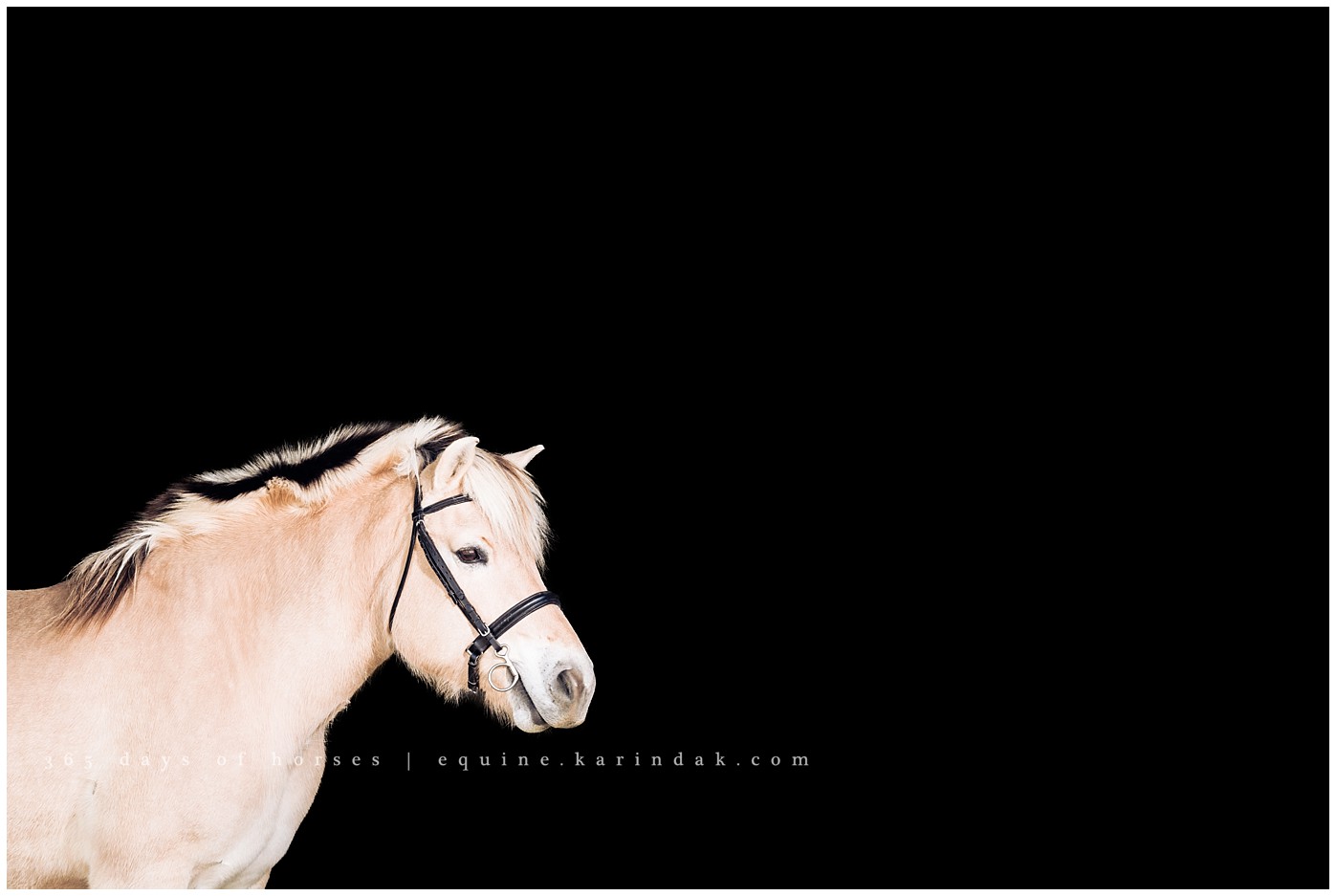 San Antonio Equine Photographer | Karinda K Texas Equine Photography | equine.test.karindak.com