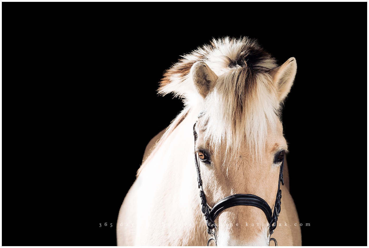 San Antonio Equine Photographer | Karinda K Texas Equine Photography | equine.test.karindak.com