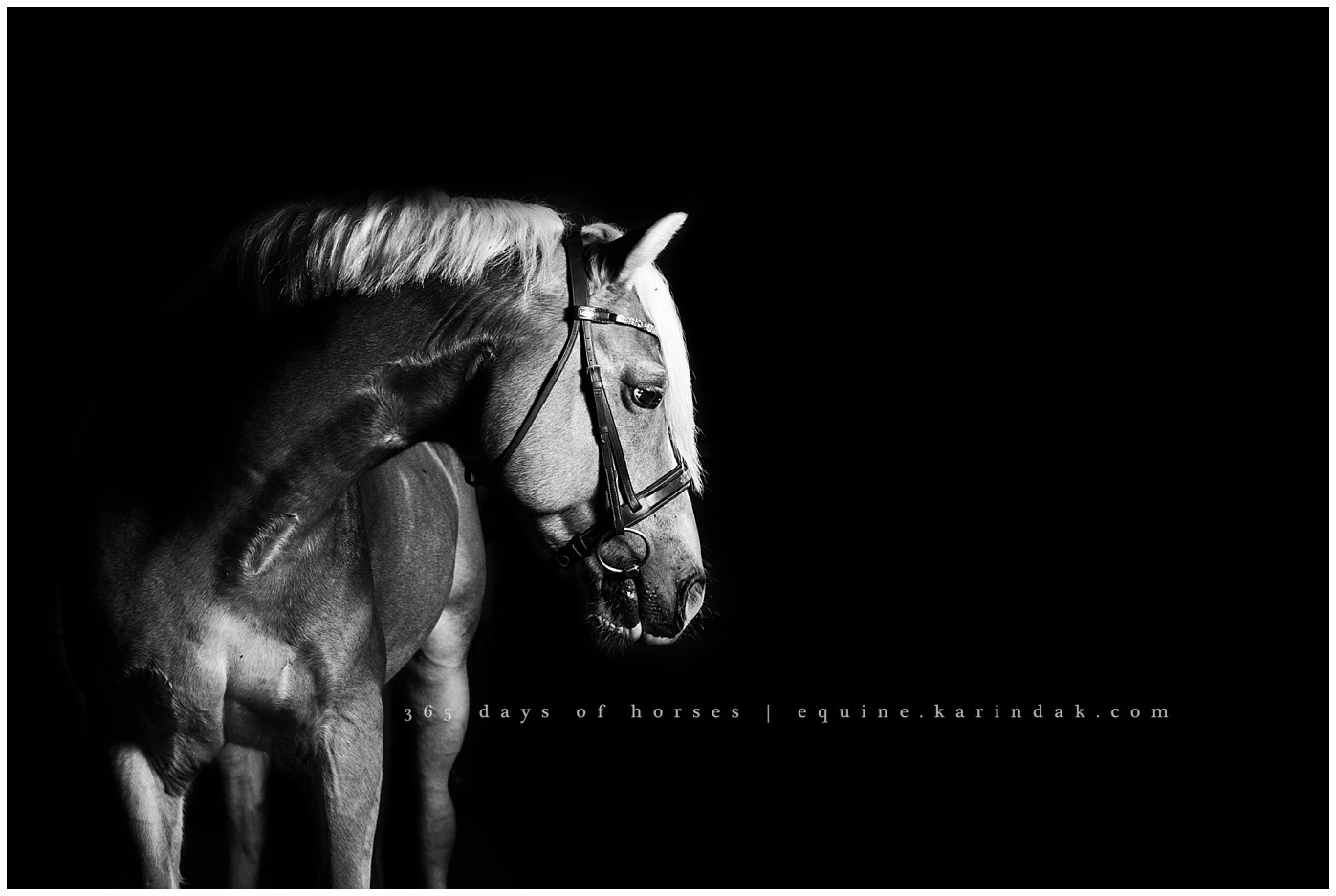 Dressage Pony Portraits