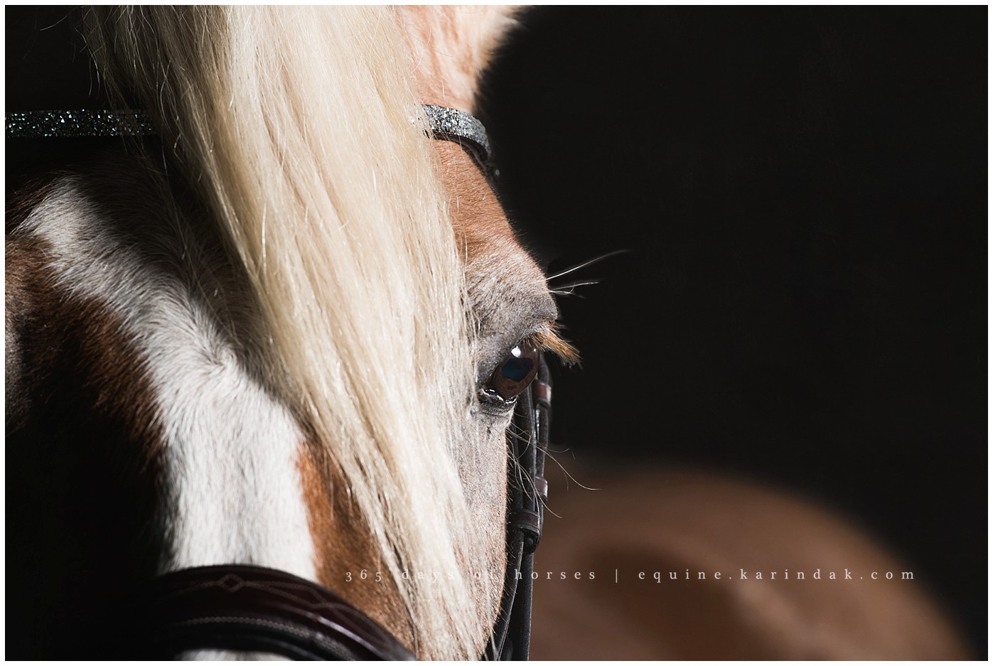 Fine Art Equine Photography 