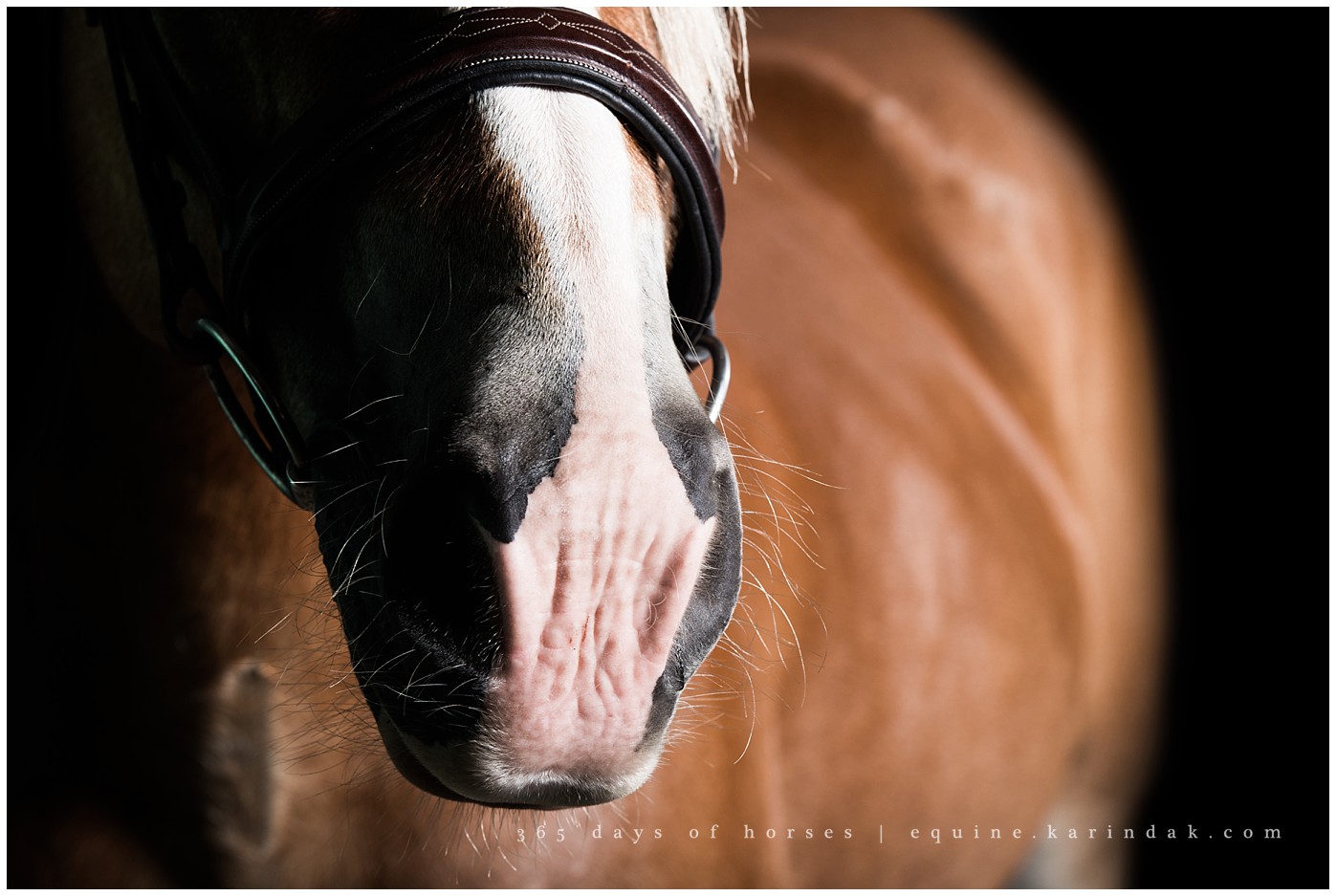 Texas Horse Pictures 