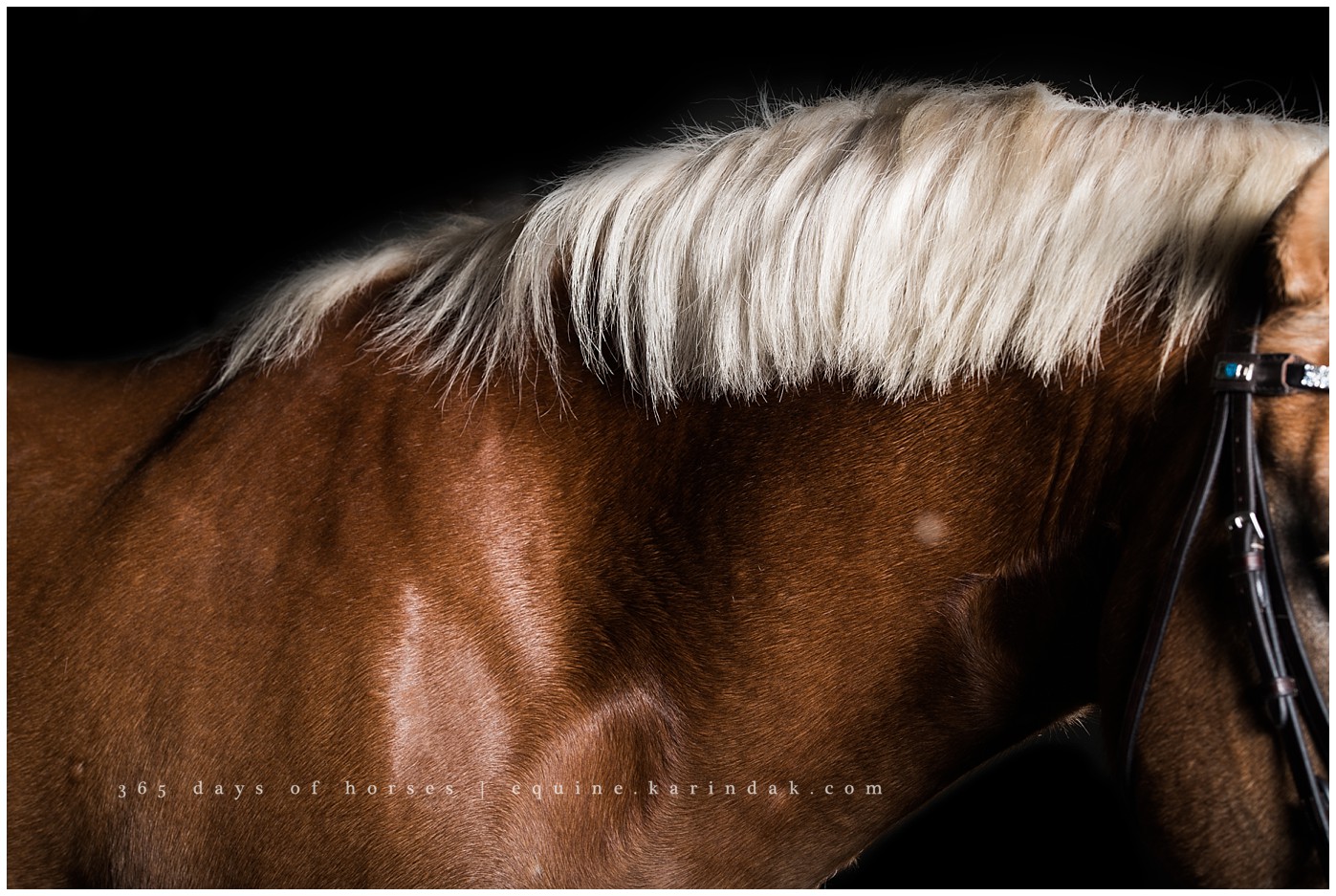 Black Background Horse Pictures 