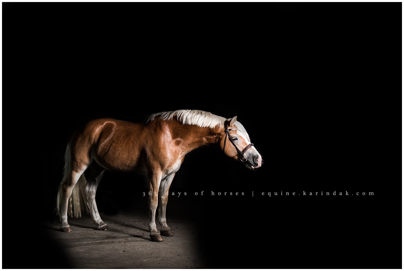 Texas Equine Photography 