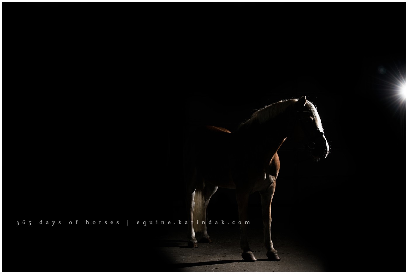 Horse Silhouette Pictures Houston 