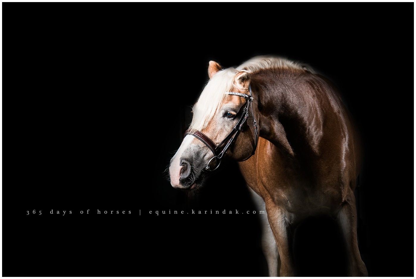 Best Equine Photographer 