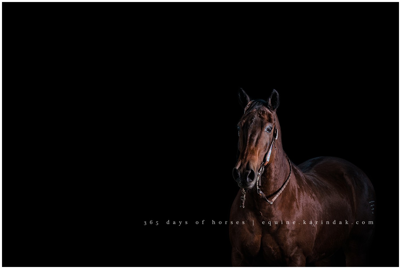 Austin Equine Photographer | Karinda K Texas Equine Photography | equine.test.karindak.com