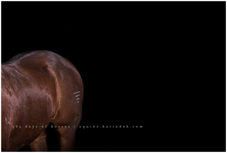 Austin Equine Photographer | Karinda K Texas Equine Photography | equine.test.karindak.com