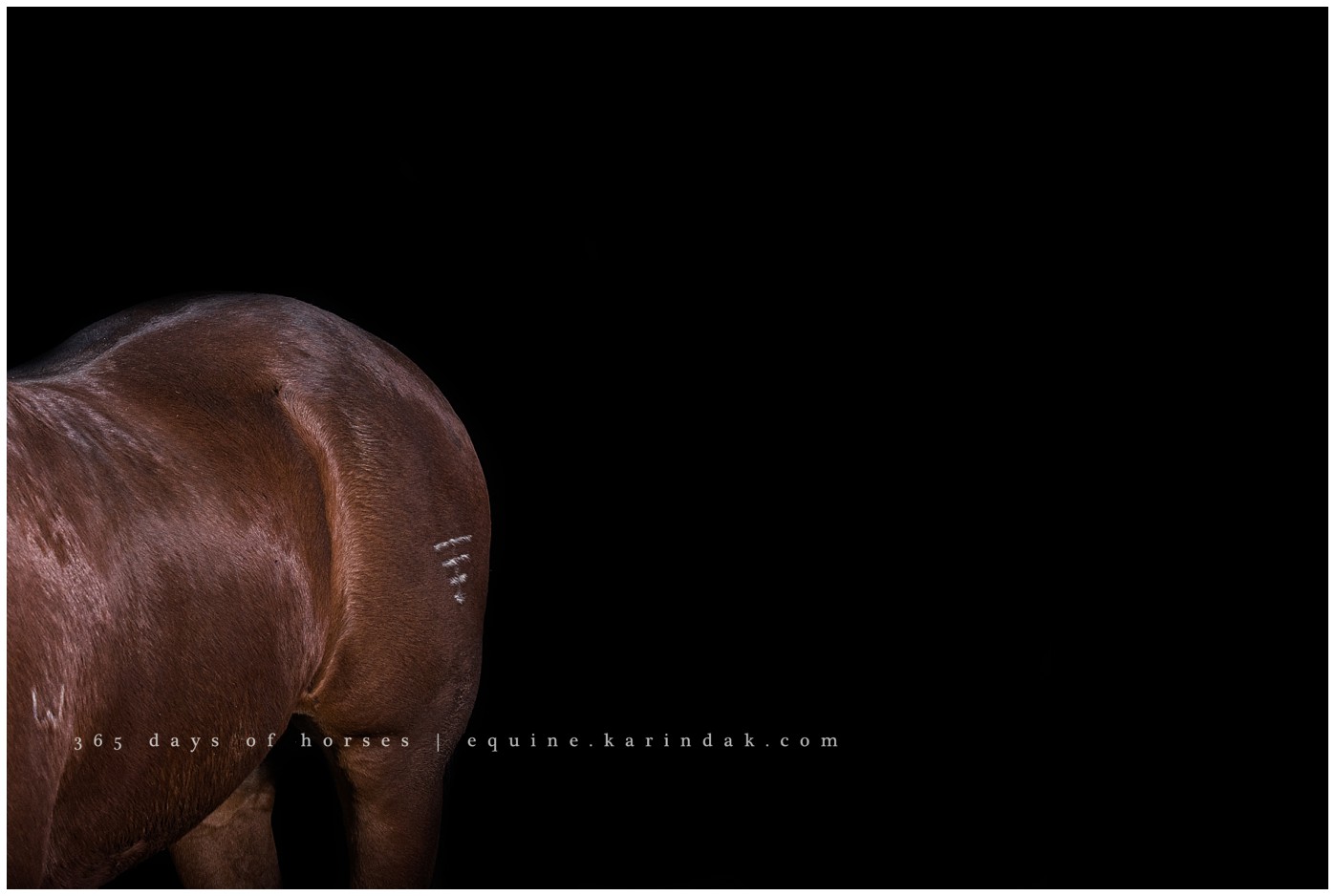 Austin Equine Photographer | Karinda K Texas Equine Photography | equine.test.karindak.com