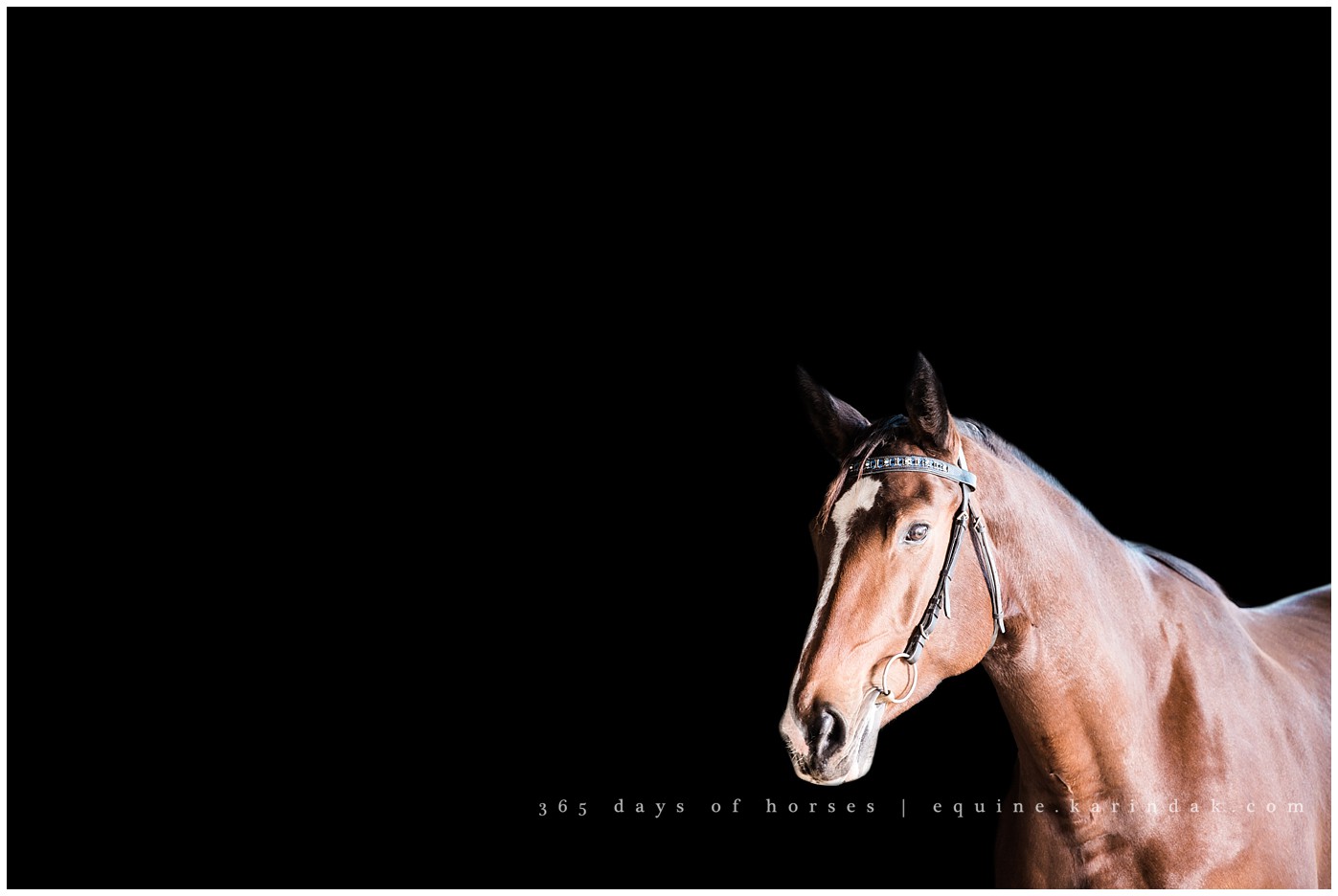 Austin Equine Photography | Karinda K Texas Equine Photography | equine.test.karindak.com